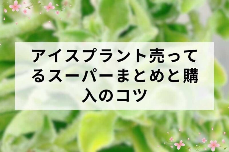 アイスプラント売ってるスーパーまとめと購入のコツ