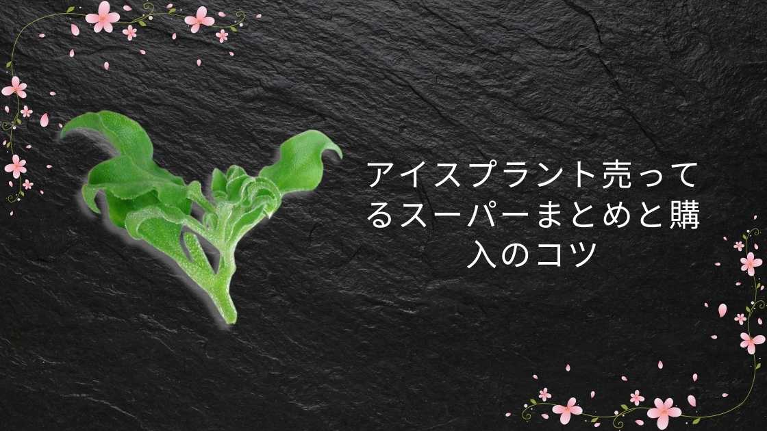 アイスプラントが売ってるスーパー一覧